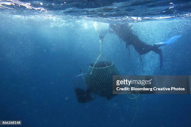 sea urchin fishing and processing - oursin de mer photos et images de collection