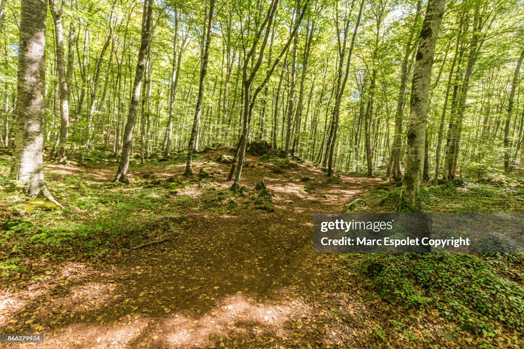 Oak and beech tree forest