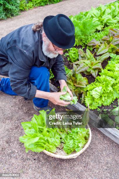 Horticulturalist Simon Irvine at the ornamental organic vegetable gardens at Läckö Slott, a medieval castle on Kållandsö Island, West Sweden. The...