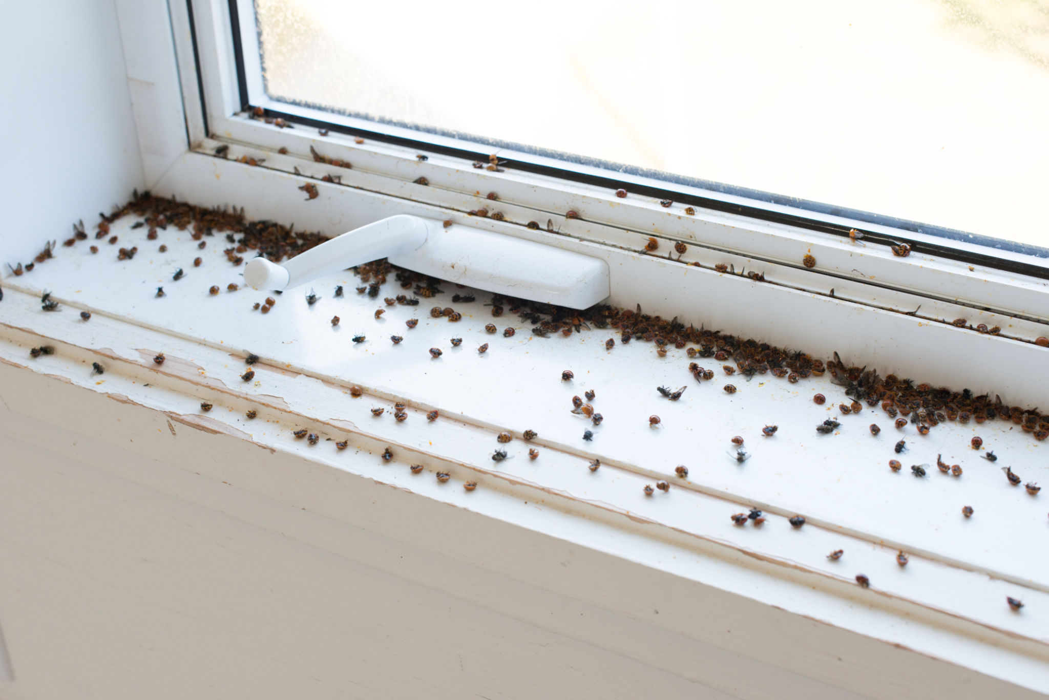 Ladybugs and Flies Ladybugs and Flies