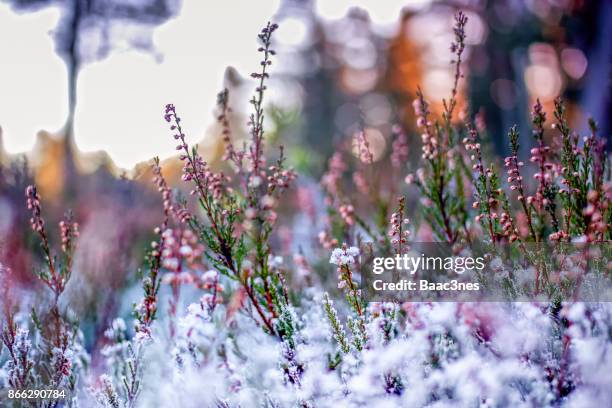 frozen heather - autumn in norway - heather stockfoto's en -beelden