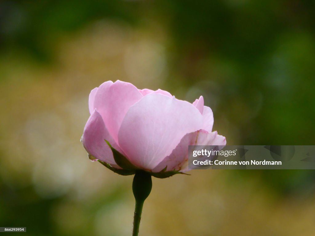 Close-Up of Wild Rose Blooming