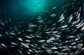 School of European sea bass ( Dicentrarchus labrax) Mediterranean sea.