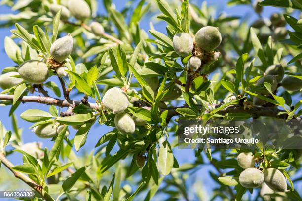 close-up of almonds on tree - almond tree photos et images de collection