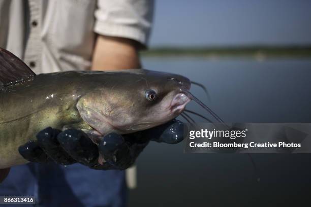 a fisherman displays a catfish that was fished out of a pond on an aquaculture farm - southeast stock pictures, royalty-free photos & images