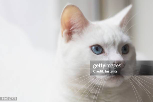 close-up shot of a female turkish angora cat relaxing by a window. - povo turco imagens e fotografias de stock