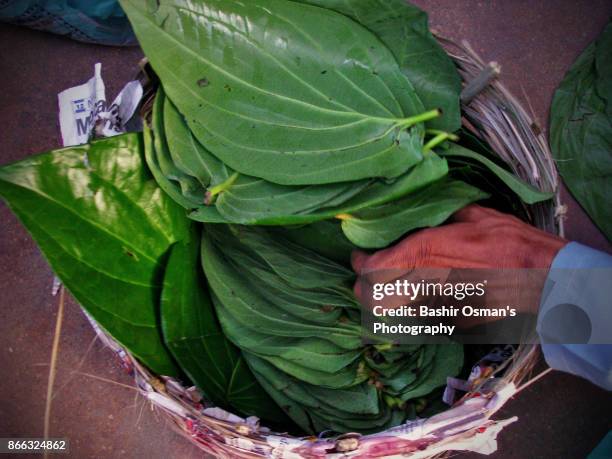 streets of karachi - insect display case stock pictures, royalty-free photos & images