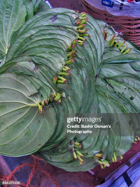 streets of karachi - insect display case stock pictures, royalty-free photos & images