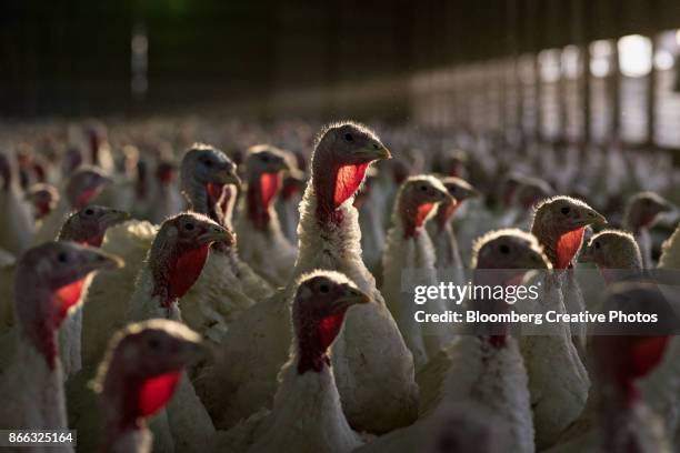 turkeys stand in a barn at a turkey farm in illinois, u.s. - truthahn geflügelfleisch stock-fotos und bilder