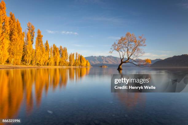 gold - see lake wanaka stock-fotos und bilder