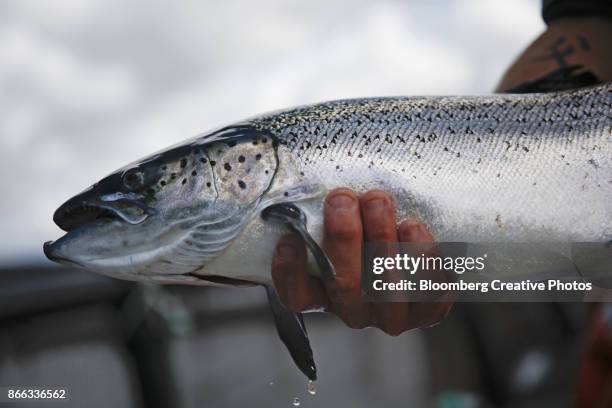 an employee holds a salmon at a marine fishery - creative fishing stock pictures, royalty-free photos & images