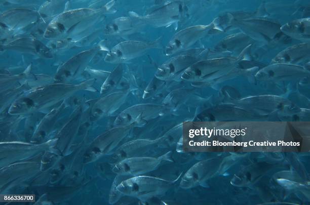 a school of sea bream swim in a sea pen - sea pen stock-fotos und bilder