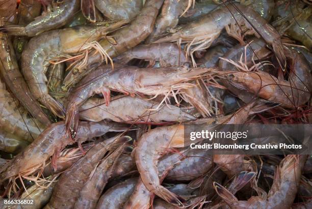 shrimp sit in bucket on a shrimping boat off the coast of louisiana - shrimp boat stock pictures, royalty-free photos & images