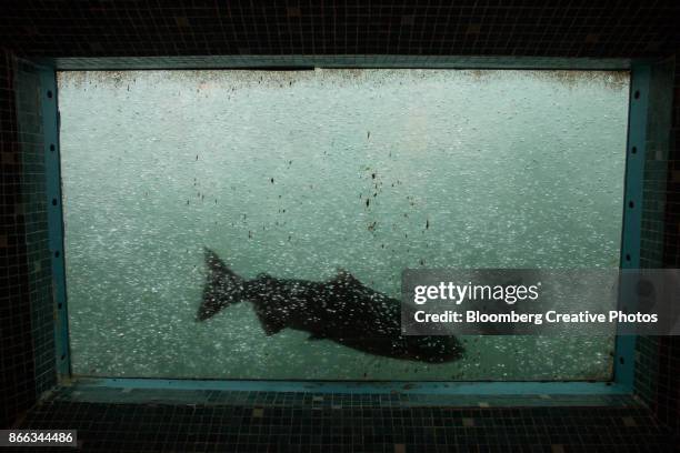 a fish swims through the fish ladder at a hydroelectric project - fish ladder stock-fotos und bilder