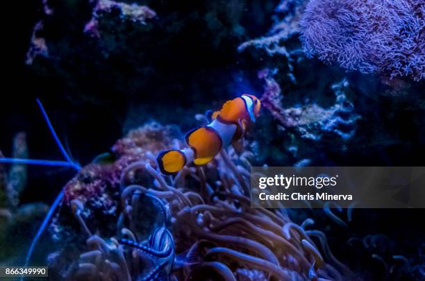 clownfish - minerva reefs stock pictures, royalty-free photos & images