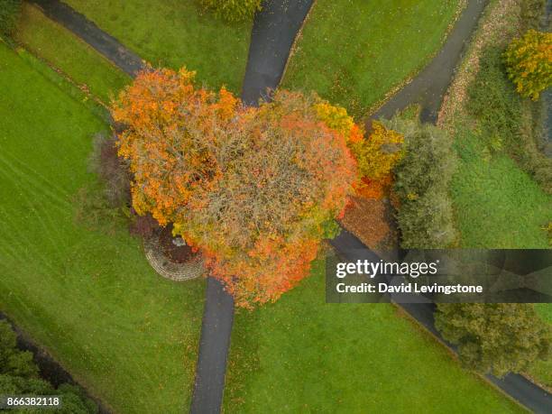 aerial view of a forest park with a bandstand and tea room - david levingstone stock pictures, royalty-free photos & images