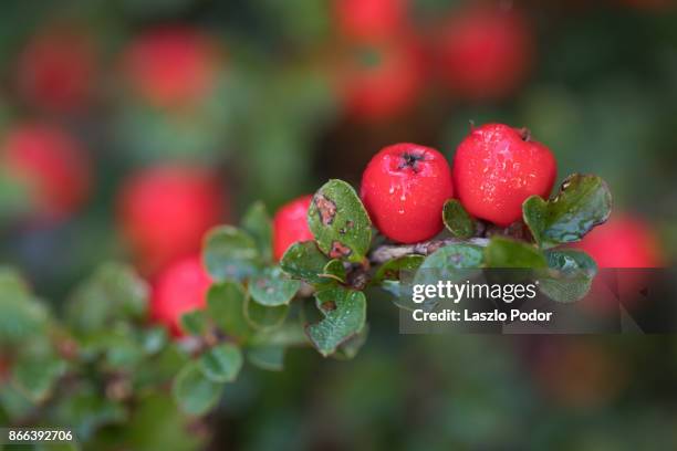 cotoneaster berries - cotoneaster horizontalis stock pictures, royalty-free photos & images