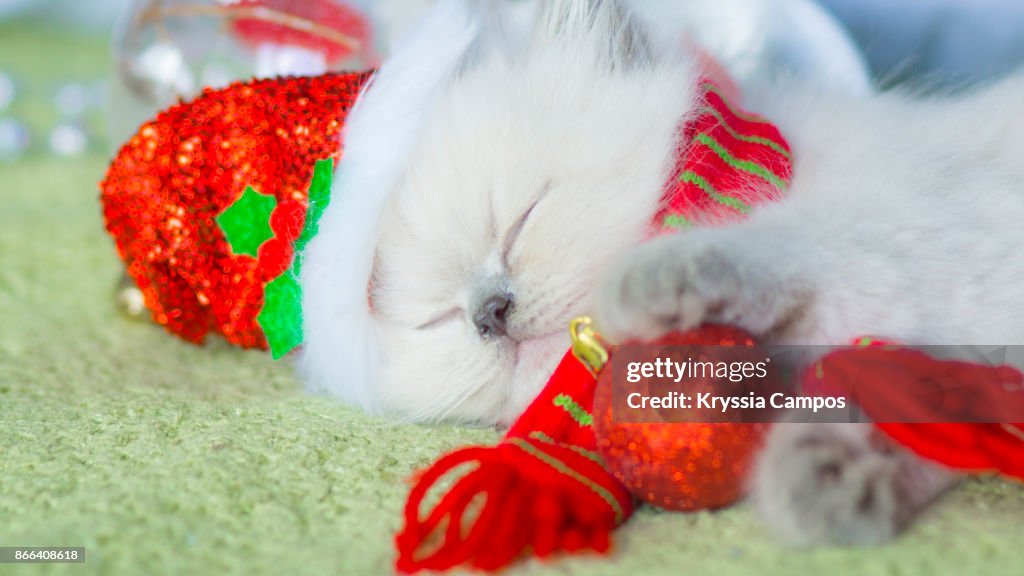 Kitten looking out of Santa hat getting a nap