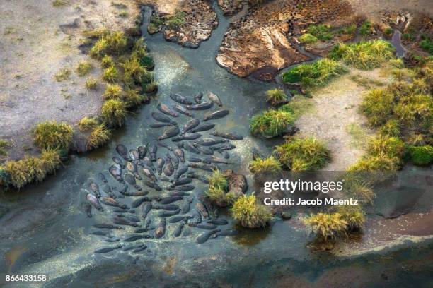 a group of hippopotamus from above, serengeti national park. - serengeti national park imagens e fotografias de stock