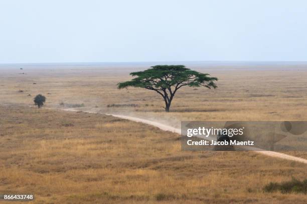 high angle view of a safari vehicle in serengeti national park. - safari park stock-fotos und bilder