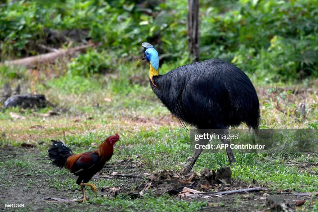 INDONESIA-PAPUA-ANIMAL-ENVIRONMENT