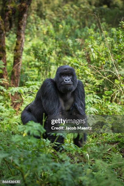 a silverback mountain gorilla standing, volcanoes national park, rwanda. - mountain gorilla stockfoto's en -beelden