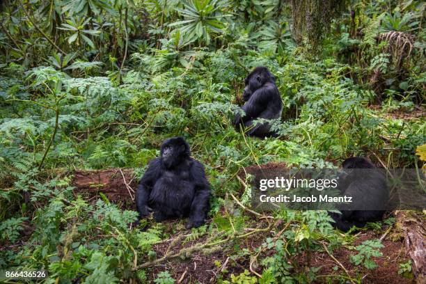 family of mountain gorillas in the wild, volcanoes national park, rwanda. - rwanda photos et images de collection