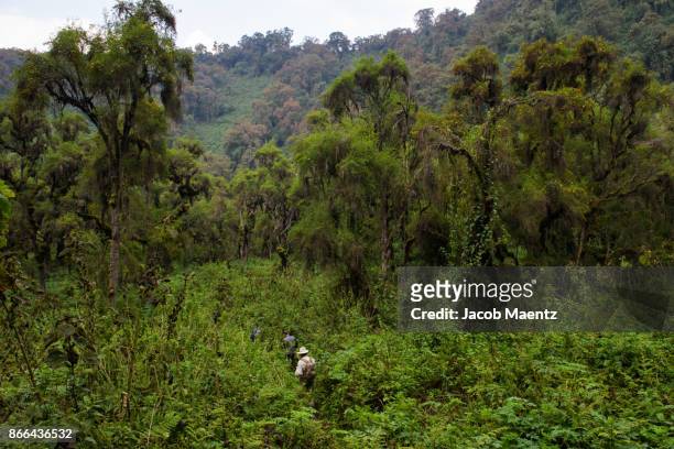trekking to see mountain gorillas in volcanoes national park, rwanda. - rwanda stockfoto's en -beelden