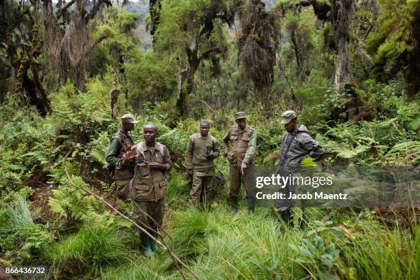 forest rangers and gorilla trackers in the forest, volcanoes national park, rwanda. - rwanda photos et images de collection