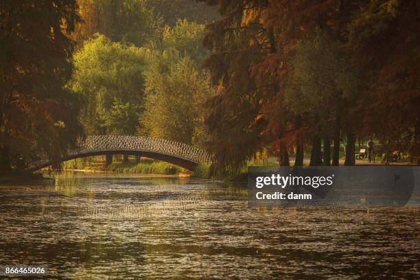 bridge in a park over a lake in autumn season with coloufrul leafs - september uk stock pictures, royalty-free photos & images