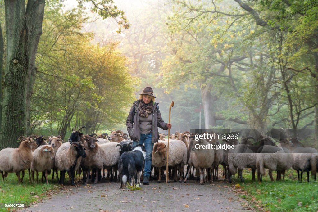 Weibliche Hirten und Herde von Schafen und ihren Dogat ein nebliger Sonnenaufgang im Wald