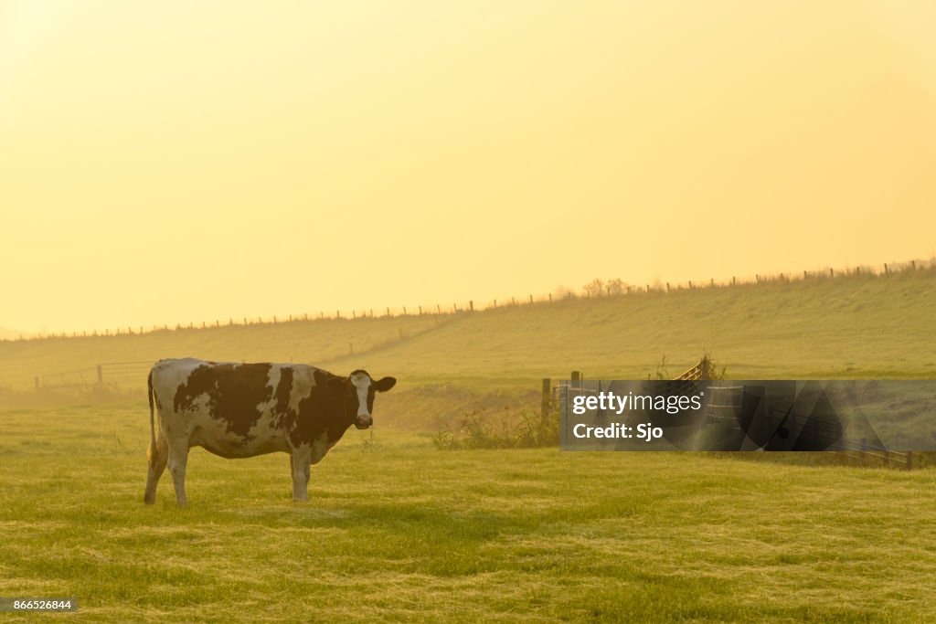 Koeien in een weide tijdens een mistige sunrise