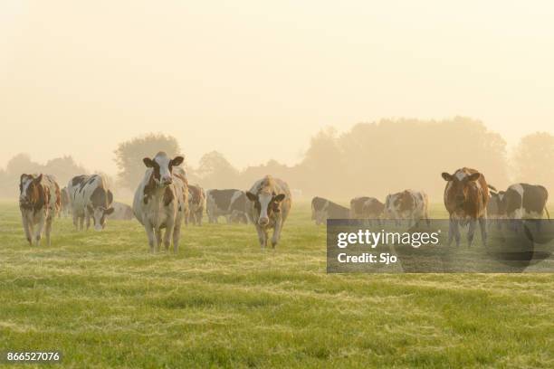 vacas no pasto durante um período de sunrise enevoado - leiteiro - fotografias e filmes do acervo