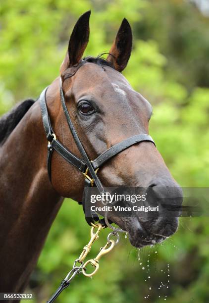 In Her Time poses after having a swim at Flemington ahead of tomorrow nights Group One Manikato Stakes at Moonee Valley Racecourse on October 26,...