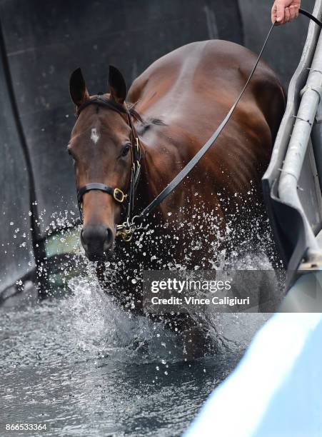 In Her Time is taken for a swim by trainer Benjamin Smith at Flemington ahead of tomorrow nights Group One Manikato Stakes at Moonee Valley...