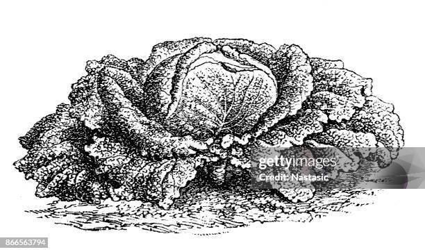 cabbage - cabbage isolated stock illustrations