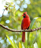 portrait of a male cardinal