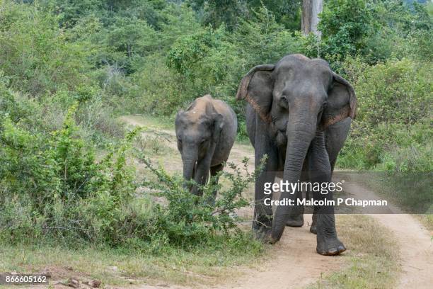 asian elephant and calf, udawalawe national park, sri lanka - sri lanka elephant stock pictures, royalty-free photos & images