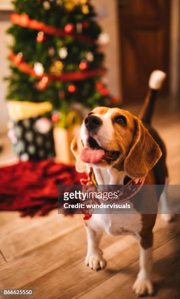 happy puppy weihnachten zu hause feiern - christmas kit stock-fotos und bilder