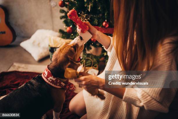 woman giving christmas present to cute puppy on christmas day - christmas puppy stock pictures, royalty-free photos & images