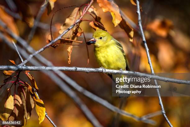 yellow warbler eating a hawthorn berry, grand teton national park, wyoming - chipe amarillo fotografías e imágenes de stock