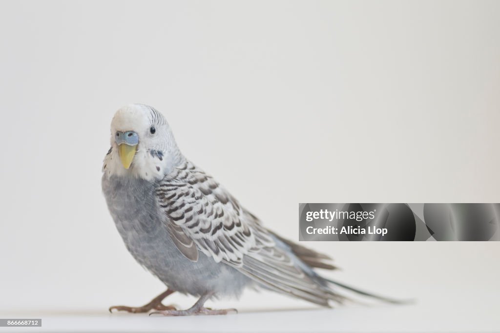 Gray parakeet
