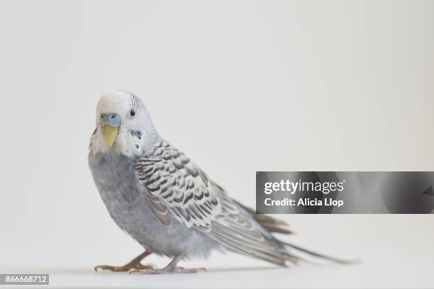 gray parakeet - budgie stock pictures, royalty-free photos & images