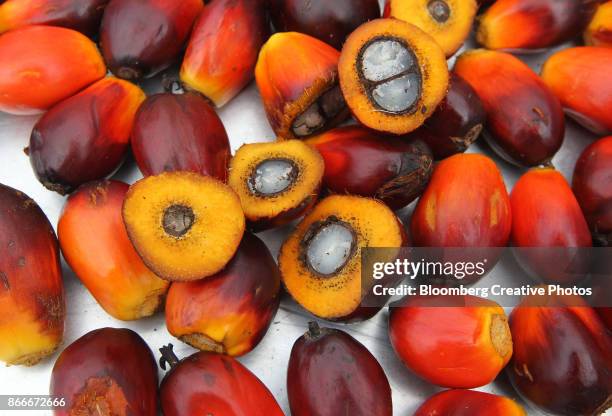 oil palm fruit - palm oil production stock pictures, royalty-free photos & images