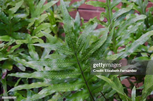 monarch fern, maile-scented fern. - polypodiaceae stock pictures, royalty-free photos & images