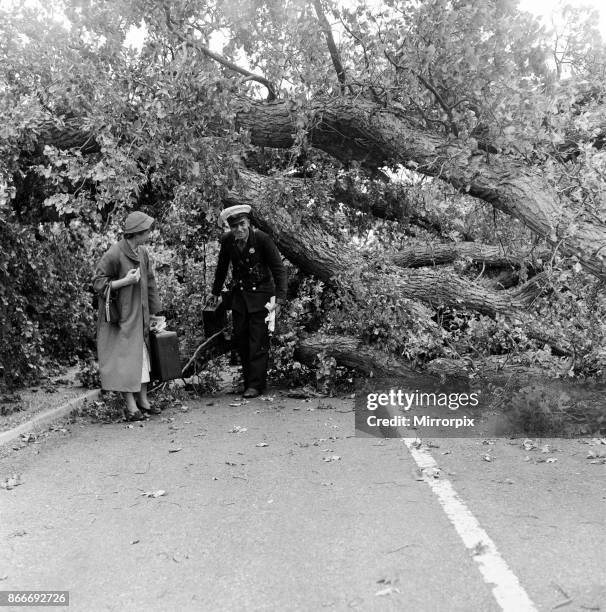 Storm damage near the south coast on the main road from London a mile past Pullborough, Sussex. A tree blew across the road and stopped the Sunday...