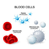 Blood cells: platelets, lymphocytes, erythrocytes