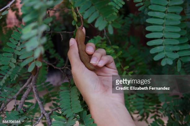 young woman picking tamarind from tree - tamarind stock pictures, royalty-free photos & images