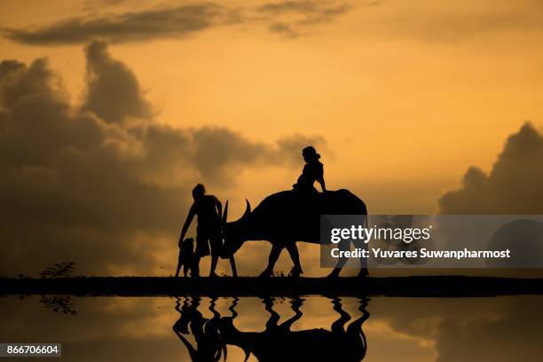 culture of coexistence of the children in thailand and buffalo .original agriculture use buffalo plow the field. - black farmer stock pictures, royalty-free photos & images