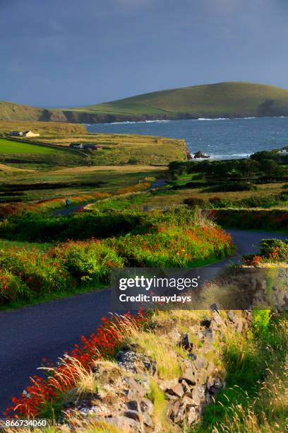 dingle peninsula - dingle town stock pictures, royalty-free photos & images